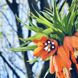 freetoedit pcflowerphotography flowerphotography frittilaria orange