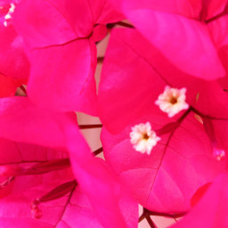 myphoto fiori bouganvillea macro nature closeup pinksensation