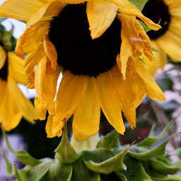 sunflowers oregon summer wilted flowers freetoedit