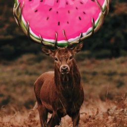 deer freetoedit surrealism picsartchallenge srcwatermelonsugar watermelonsugar






https://picsart.com/i/423312085016201?challenge_id=64671d7f4909220017140d23 watermelonsugar