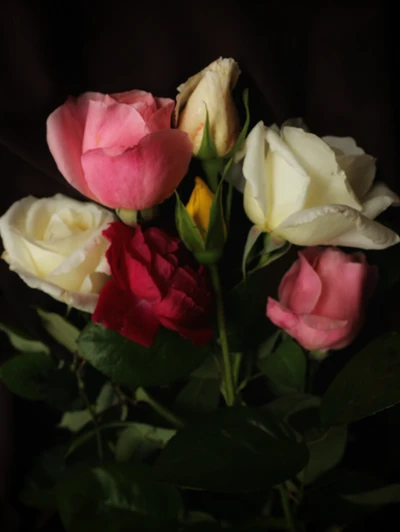 Nel mio giardino, in novembre #nature #garden #flowers #roses #myphotography