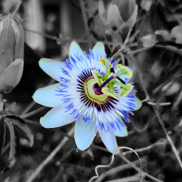 passionflower flower blackandwhite colorsplash nature freetoedit