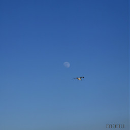 myphoto landscape moon seagull freetoedit
