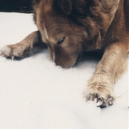 snow snowdog pchellowinter hellowinter