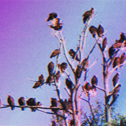 vultures vulture birds bird birdsontree vulturetree roosting nesting deadtree retro retrofx retroeffects retroeffect retroreplay retrostyle retroaesthetic freetoedit