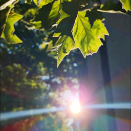 sunshine sunflares leaves tree summer freetoedit