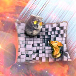 softpillowchallege pillow cushion dog cat surreal fantasy freetoedit ircsoftpillow softpillow