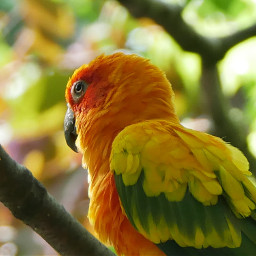 freetoedit colorful feathers birdseries parakeet sunparakeet australianbird yellow green orange eyes closeup wildlife