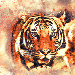 tiger potrait watercolor art digitalart freetoedit local