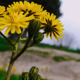 myphoto photography photographer photo photobyme nature flowers yellow aprilcalendar travel thoughts background freetoedit