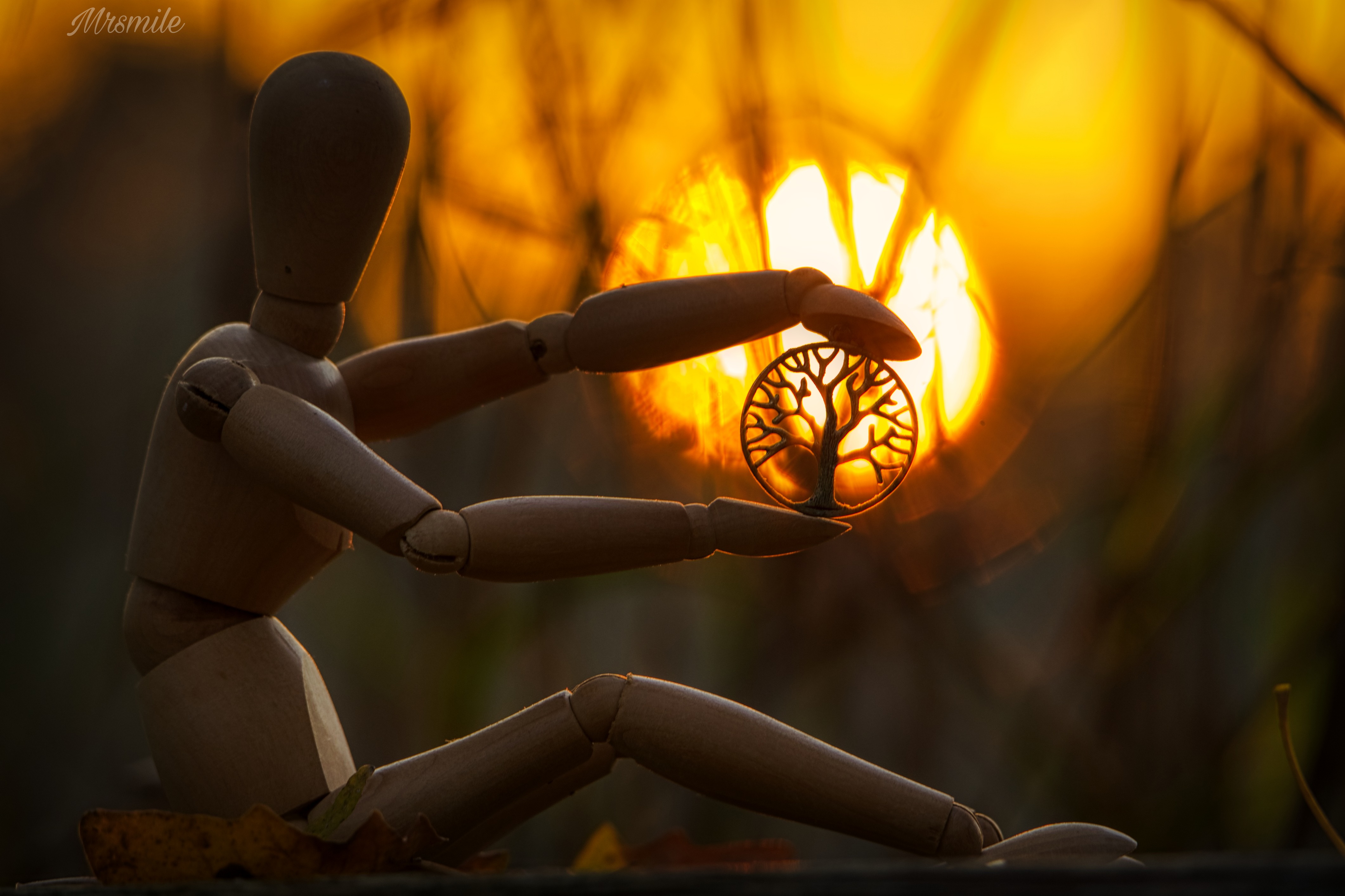 Find more treeoflife photos 502724699032201