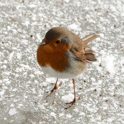 photography wintertime bird freetoedit