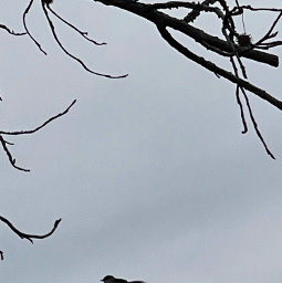 nature bird tree silhouette sky luquidamber outdoors freetoedit blackandwhite winter naturebackground cold