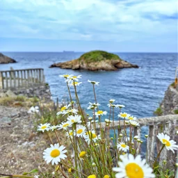 asturias hdr island photography landscape sea daisy flowers nature pccoastal coastal freetoedit pcspringfever springfever