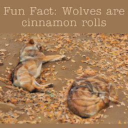 wolf cinnamonroll wolvesarecinnamonrolls cute awww curledup wolves orange brown fall sleeping cozy orangeleaves freetoedit