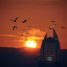 birds sunrise sunset sun light freetoedit