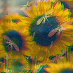 sunflowers freetoedit