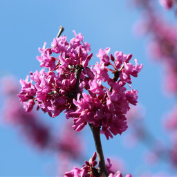 nature blossom plant closeup flower pink bluesky pcsunnyweather sunnyweather
