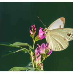kohlweißling cabbagewhite butterfly natur macrophotography freetoedit