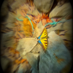 nature butterfly mariposa yellow rocks leaves myphotography