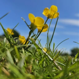 buttercups sunny sunshine perfection yellow yellowflowers flowers spring summer englishspring stalks flowerstems lookup sky bluesky blueskyview view grass relax lookattheview look daydream dream holiday blue freetoedit pcsunnyweather sunnyweather