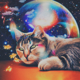 cats cat cute ai space universe galaxy freetoedit