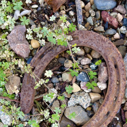 nature luck goodluck horseshoe clover green rocks pebbles stparticksday luckoftheirish garden metal rusty background freetoedit outdoors outdoor western southwest