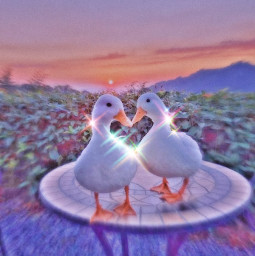 freetoedit ducks heart love paisaje precioso hermoso shine veryshine ajjajjj