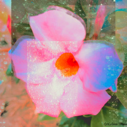 myphotography pinkflower digitalart surreal grunge replayed freetoedit