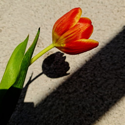 spring tul tulpe redflower tulip flower myphotography freetoedit
