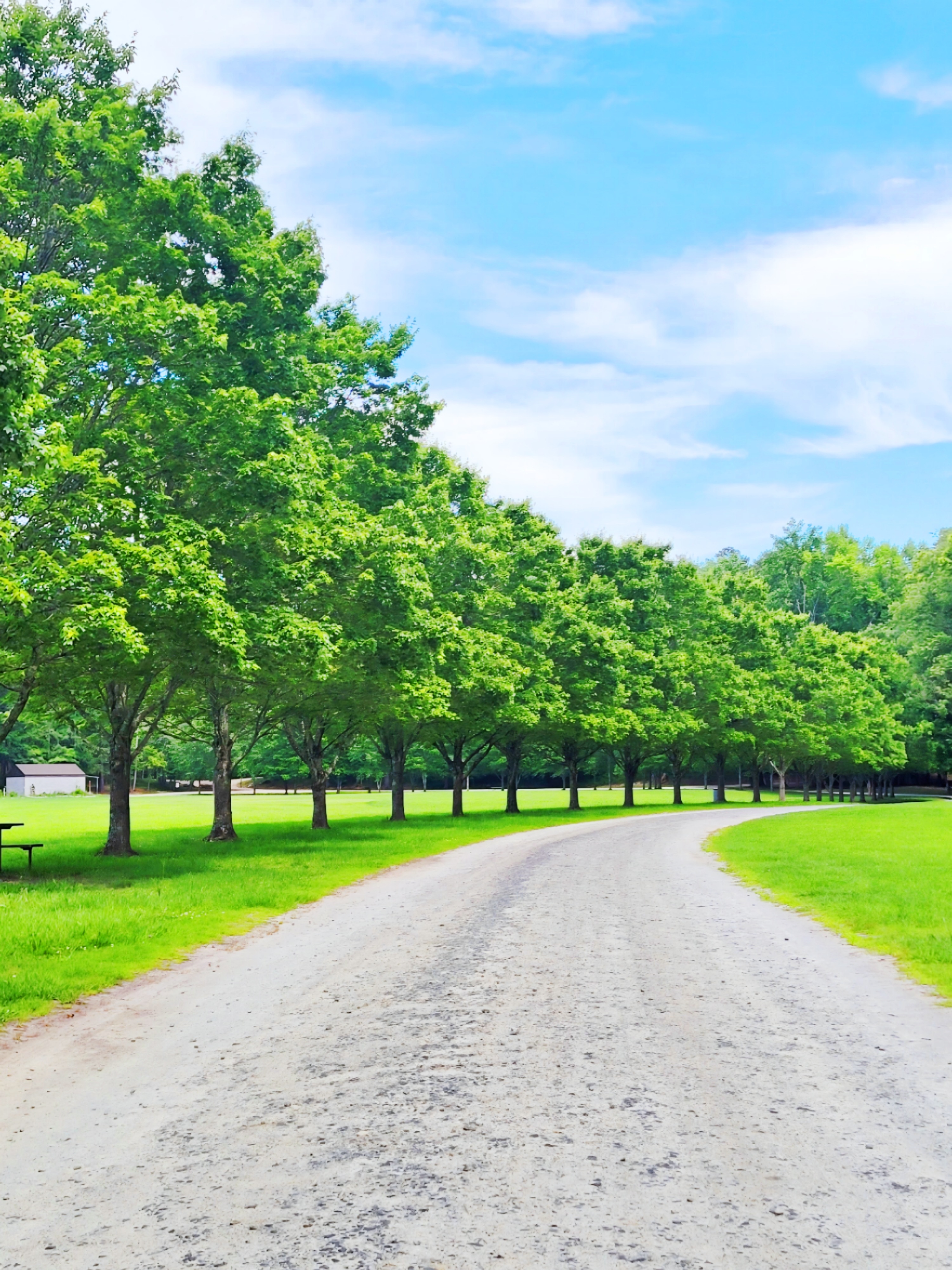 Find more trees photos 519655417006201