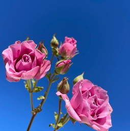 roses pinkroses flowers rosebud sky bluesky rosebackground flowerbackground pink rosa azul nature clearsky freetoedit naturesbeauty garden outdoor