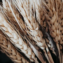 texture effects grain wheat nature wheatfields naturesbeauty pctextures textures