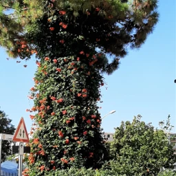 myphoto albero fiori giardino citta' scalea calabria italia pcgreencolor greencolor citta