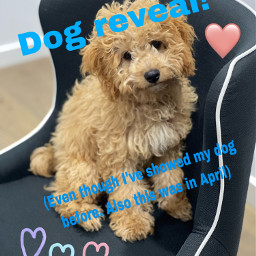freetoedit dog doggy dogs doggie dogreveal reveal toycavoodle april monty oneyear onemonty cute love adoraable cutie babydog puppy dogsofpicsart pets pet petsofpicsart2023 animal paws paw