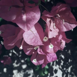 flowers bougainvillea pink silhouette shadows beauty photography myphotography editedbymargarita editedbymewithpicsart pcsilhouettesandshadows silhouettesandshadows