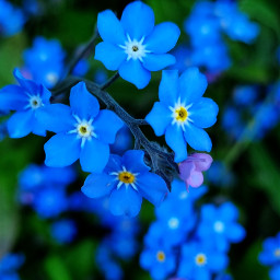flowers blueflowers forgetmenots colorsofnature closeup naturephotography freetoedit