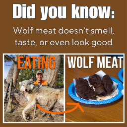 wolf wolfmeat ew gross didyouknow smelly wolffact wolffacts wolffactoftheday disgusting bleh freetoedit