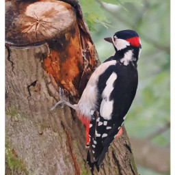 bird woodpecker backyardbirds backyardphotography nature freetoedit