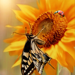 myedit doubleexposure butterfly ladybug sunflower fantasy grazie freetoedit